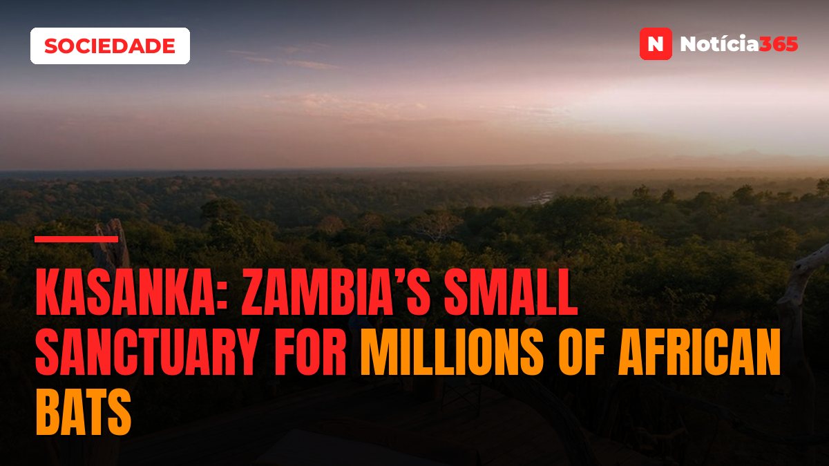 Kasanka: Zambia’s Small Sanctuary For Millions of African Bats