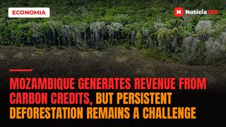 Mozambique generates revenue from carbon credits, but persistent deforestation remains a challenge