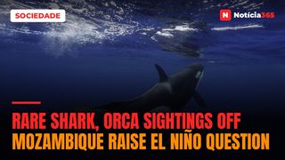 Rare shark, orca sightings off Mozambique raise el niño question