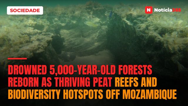 Drowned 5,000-year-old forests reborn as thriving peat reefs and biodiversity hotspots off Mozambique