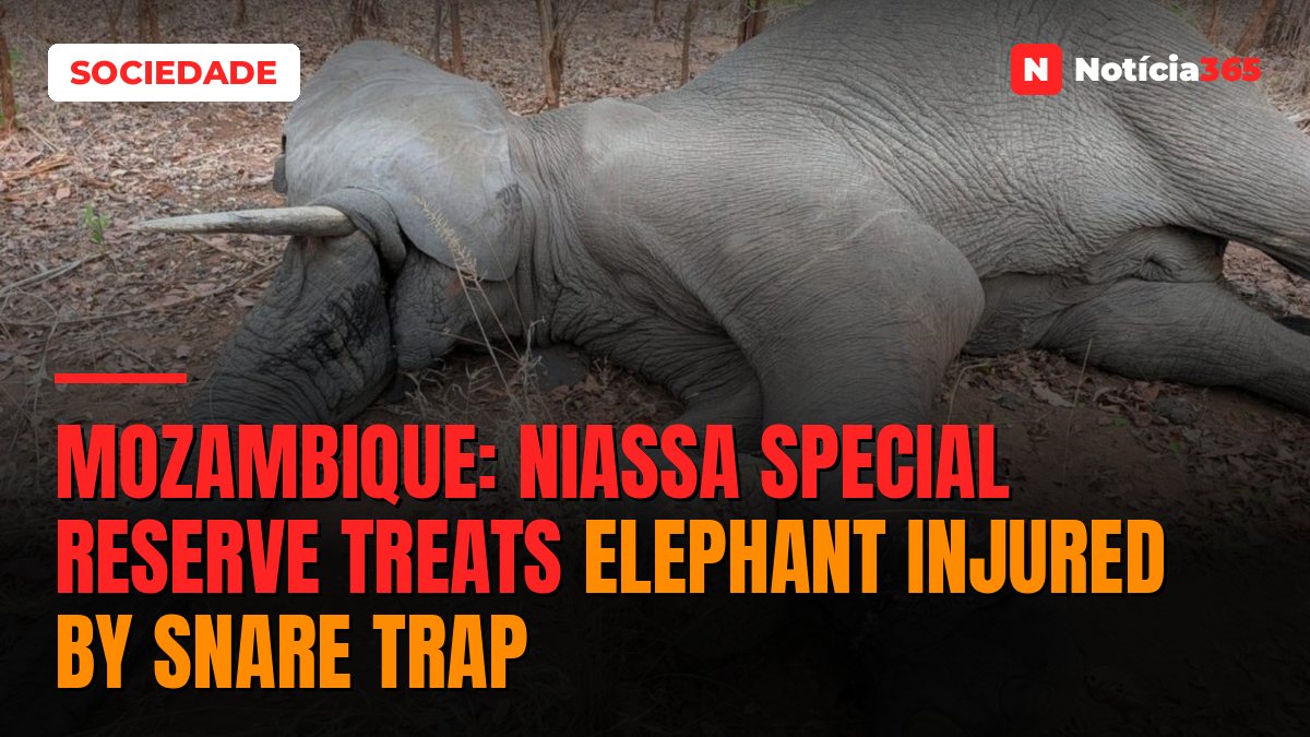 Mozambique: Niassa Special Reserve treats elephant injured by snare trap