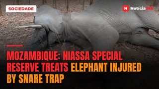 Mozambique: Niassa Special Reserve treats elephant injured by snare trap