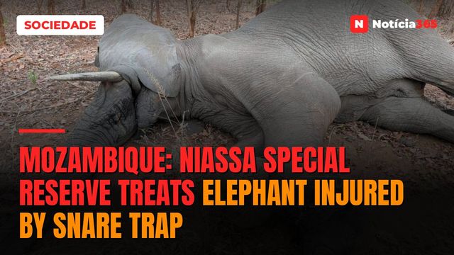 Mozambique: Niassa Special Reserve treats elephant injured by snare trap