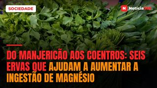 Do Manjericão Aos Coentros: Seis Ervas Que Ajudam a Aumentar a Ingestão de Magnésio