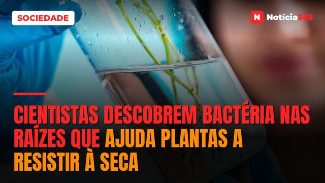 Cientistas Descobrem Bactéria Nas Raízes Que Ajuda Plantas a Resistir à Seca