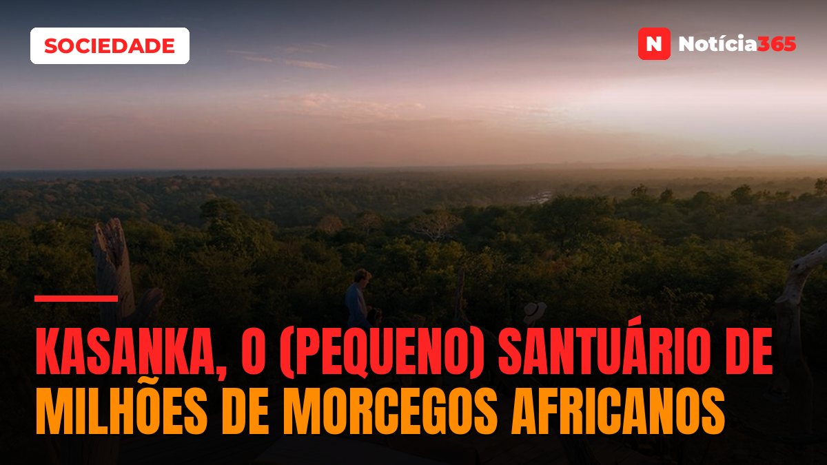 Kasanka, o (Pequeno) Santuário de Milhões de Morcegos Africanos