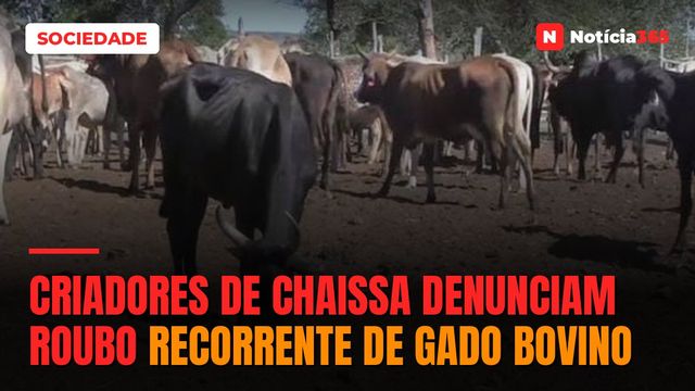 Criadores de Chaissa denunciam roubo recorrente de gado bovino
