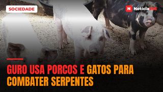 Guro usa porcos e gatos para combater serpentes