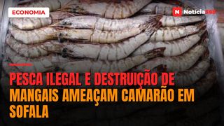 Pesca ilegal e destruição de mangais ameaçam camarão em Sofala